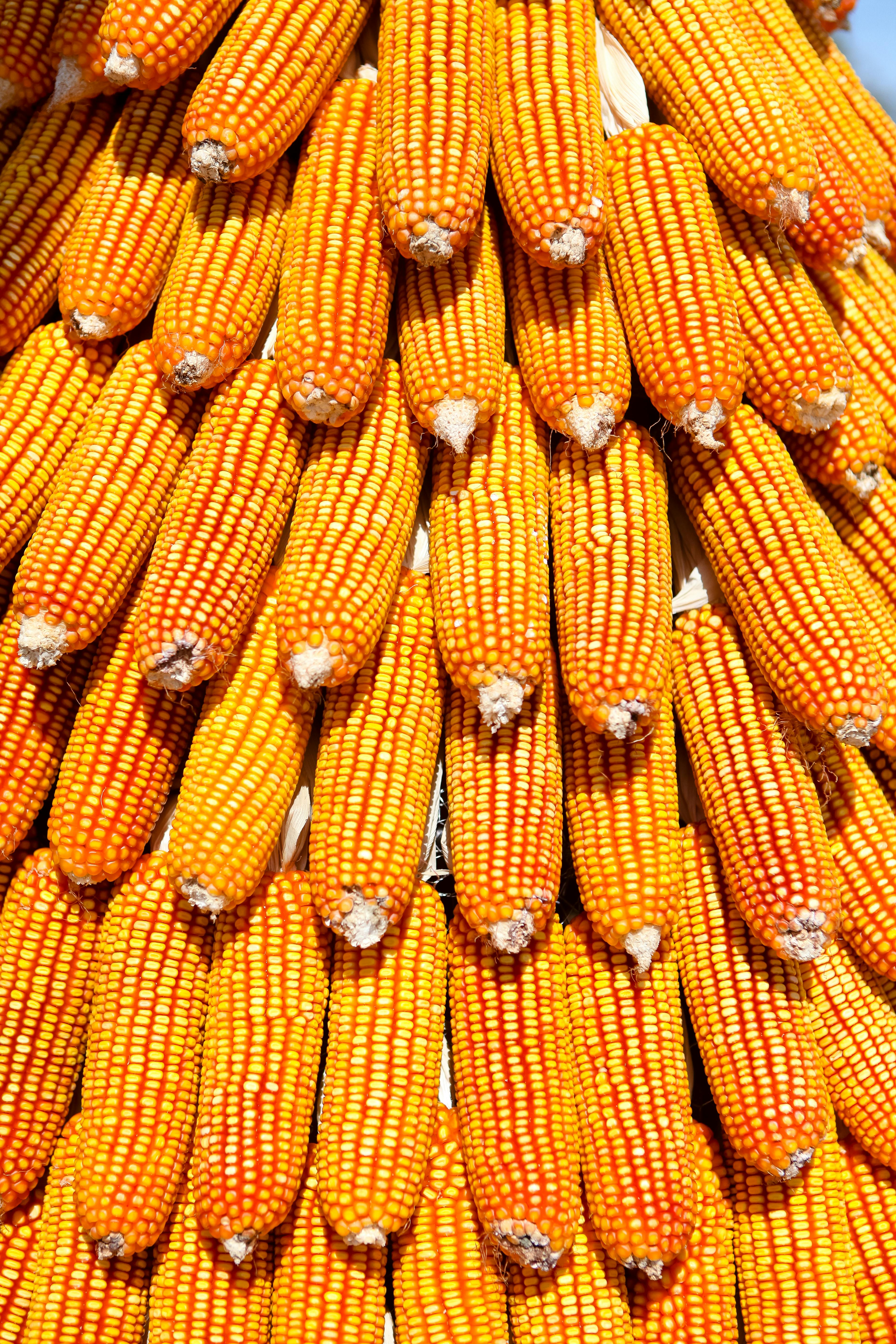 Maize